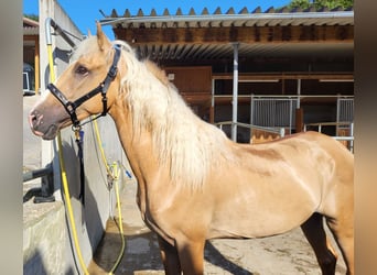 Lusitanohäst Blandning, Valack, 3 år