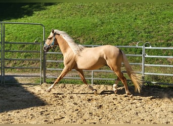 Lusitanohäst Blandning, Valack, 3 år