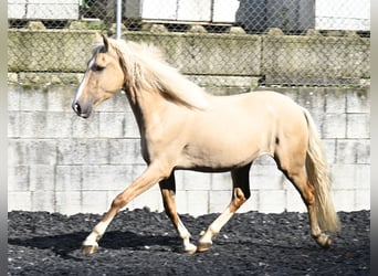 Lusitanohäst Blandning, Valack, 3 år