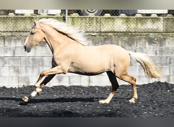 Lusitanohäst Blandning, Valack, 3 år