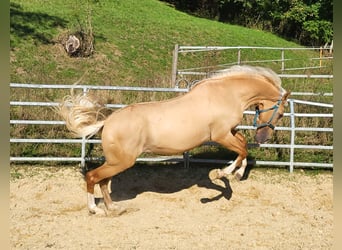 Lusitanohäst Blandning, Valack, 3 år