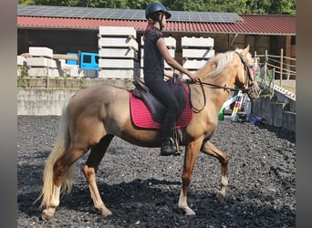 Lusitanohäst Blandning, Valack, 3 år