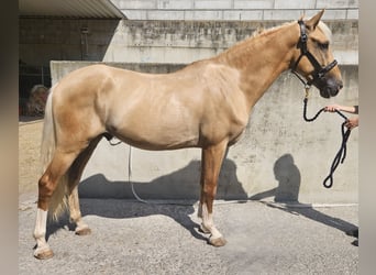 Lusitanohäst Blandning, Valack, 3 år