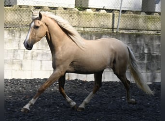 Lusitanohäst Blandning, Valack, 3 år