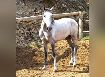 Lusitanohäst Blandning, Valack, 3 år, Grå