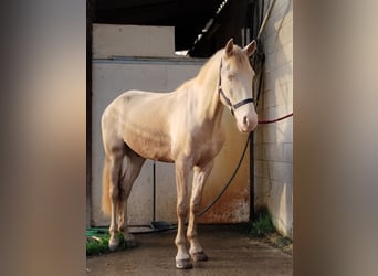 Lusitanohäst, Valack, 4 år, 148 cm, Cremello