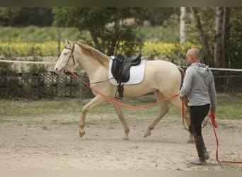 Lusitanohäst, Valack, 4 år, 152 cm, Perlino