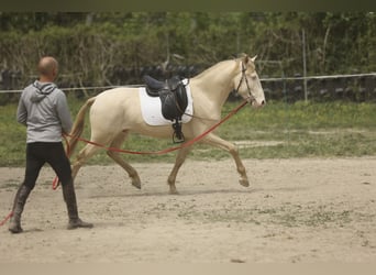 Lusitanohäst, Valack, 4 år, 152 cm, Perlino