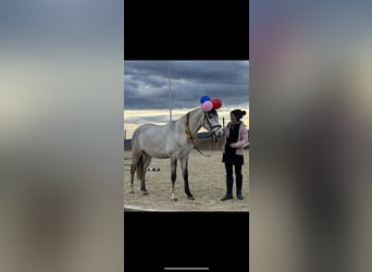 Lusitanohäst, Valack, 4 år, 155 cm, Kan vara vit