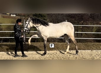 Lusitanohäst, Valack, 4 år, 155 cm, Kan vara vit