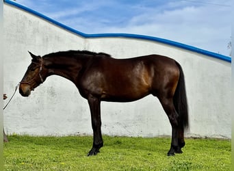 Lusitanohäst Blandning, Valack, 4 år, 156 cm, Mörkbrun