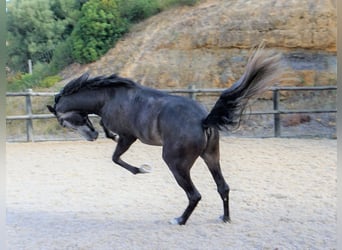 Lusitanohäst, Valack, 4 år, 160 cm, Grå-mörk-brun