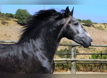 Lusitanohäst, Valack, 4 år, 160 cm, Grå-mörk-brun