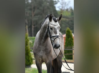 Lusitanohäst, Valack, 4 år, 160 cm, Gråskimmel