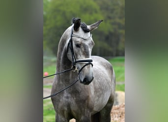 Lusitanohäst, Valack, 4 år, 160 cm, Gråskimmel