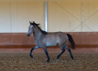 Lusitanohäst, Valack, 4 år, 162 cm, Grå-blå-brun