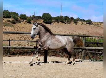 Lusitanohäst, Valack, 4 år, 163 cm, Grå-blå-brun