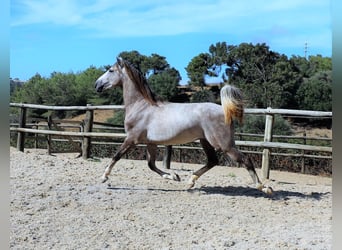 Lusitanohäst, Valack, 4 år, 163 cm, Grå-blå-brun
