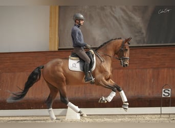 Lusitanohäst, Valack, 4 år, 164 cm, Brun