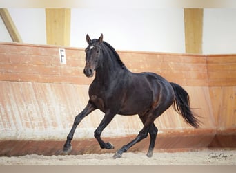 Lusitanohäst, Valack, 4 år, 164 cm, Mörkbrun