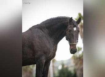 Lusitanohäst, Valack, 4 år, 164 cm, Mörkbrun