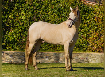 Lusitanohäst, Valack, 4 år, 165 cm, Perlino