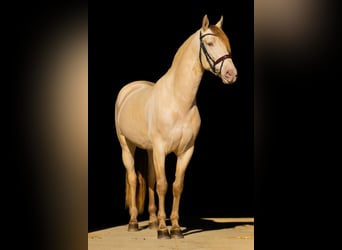 Lusitanohäst, Valack, 4 år, 165 cm, Perlino