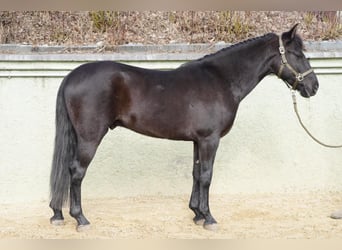Lusitanohäst, Valack, 5 år, 150 cm, Svart