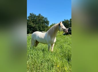 Lusitanohäst, Valack, 5 år, 160 cm, Cremello