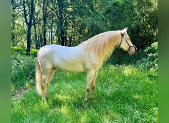 Lusitanohäst, Valack, 5 år, 160 cm, Cremello