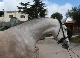 Lusitanohäst, Valack, 5 år, 161 cm, Grå