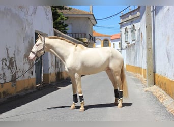 Lusitanohäst, Valack, 5 år, 162 cm, Cremello