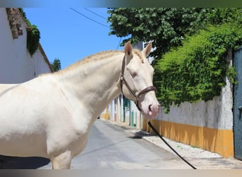 Lusitanohäst, Valack, 5 år, 162 cm, Cremello