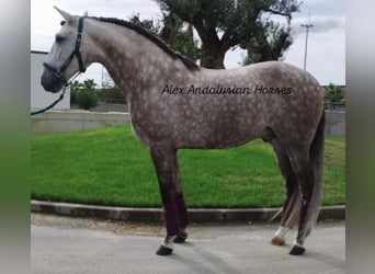 Lusitanos, Wallach, 5 Jahre, 162 cm, Schimmel