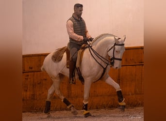 Lusitanohäst, Valack, 5 år, 162 cm, Pärla
