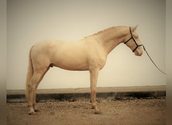 Lusitanohäst, Valack, 5 år, 163 cm, Champagne