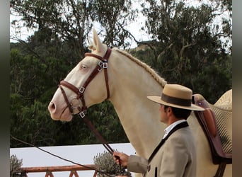 Lusitanohäst, Valack, 5 år, 163 cm, Champagne