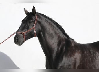 Lusitanohäst, Valack, 5 år, 163 cm, Svart
