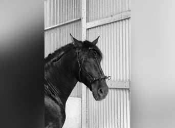 Lusitanohäst, Valack, 5 år, 163 cm, Svart