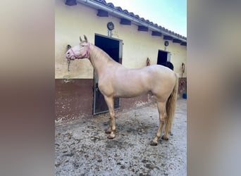 Lusitanohäst Blandning, Valack, 5 år, 168 cm, Cremello