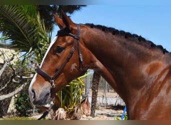 Lusitanohäst, Valack, 5 år, 170 cm, Brun