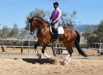 Lusitanohäst, Valack, 5 år, 170 cm, Brun