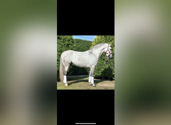 Lusitanohäst, Valack, 6 år, 156 cm, Gråskimmel