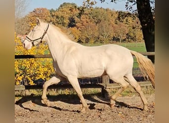 Lusitanohäst, Valack, 6 år, 157 cm, Cremello