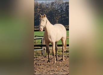 Lusitanohäst, Valack, 6 år, 157 cm, Cremello