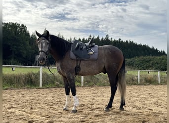 Lusitanohäst, Valack, 6 år, 162 cm, Grå-röd-brun