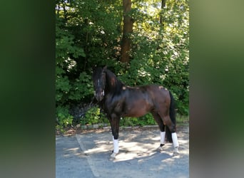 Lusitanohäst, Valack, 6 år, 163 cm, Rökfärgad svart