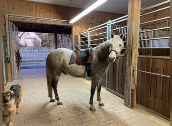 Lusitanohäst, Valack, 7 år, 155 cm, Grå-mörk-brun