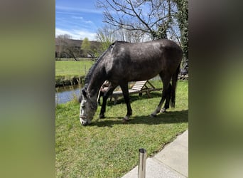 Lusitanohäst, Valack, 7 år, 155 cm, Grå-mörk-brun