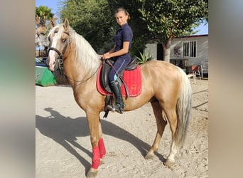 Lusitanohäst, Valack, 7 år, 155 cm, Pärla
